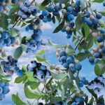 Blueberry Hill - Blueberry Bush - Sky Blue