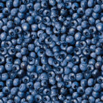Blueberry Hill - Packed Blueberries - Blue