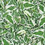 Maywood Studio Hand Picked Christmas - Mistletoe Snow - Green/White