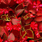 Maywood Studio Hand Picked Christmas - Spiced Wine - Red