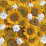 Maywood Studio Forget Me Not - Sunflair - Golden Yellow