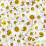 Maywood Studio Forget Me Not - Daisy Delight - White/Yellow
