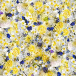 Maywood Studio Forget Me Not - Narcissus - Pale Yellow/Blue