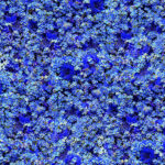Maywood Studio Forget Me Not - Forget Me Not - Blue